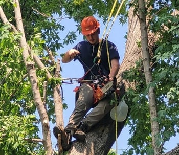 Tree Pruning